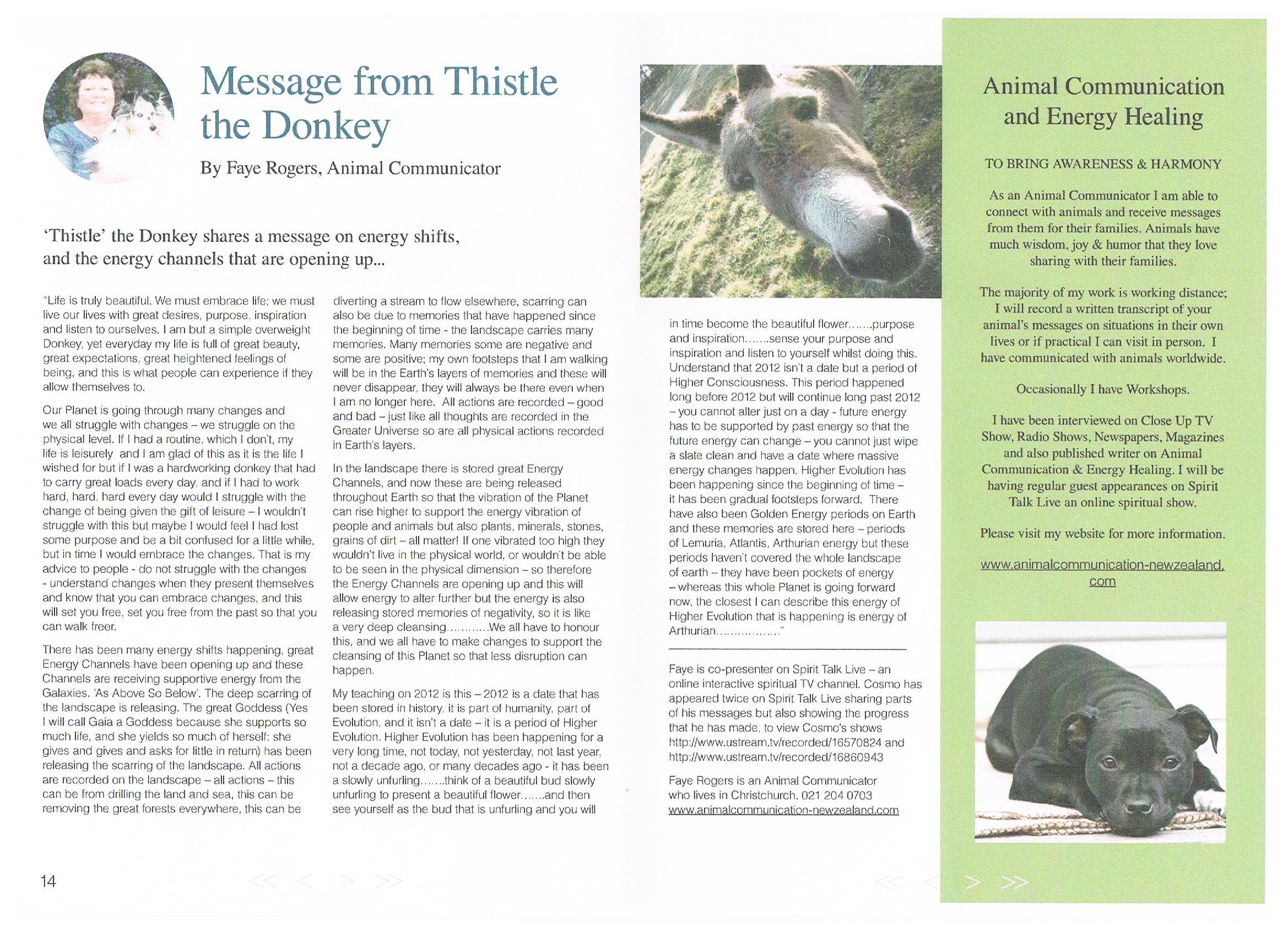 Into Light Magazine - July 2012 - Message from Thistle the Donkey - Faye  Rogers - Animal Communication - New Zealand