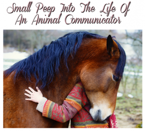 The Life of An Animal Communicator