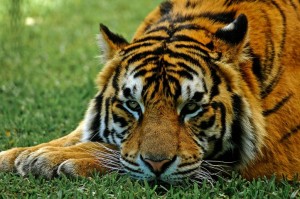 Animal Whisperer, Tiger